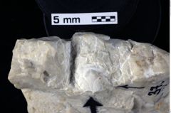 Foto (Detailansicht) von Laeviprosopon sp. (NHMW-GEO-1990-0041-0037)